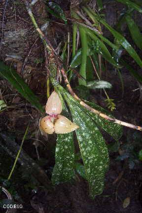 Bilder Orquídeas nativas cerca de Mindo en el noroccidente de Pichincha